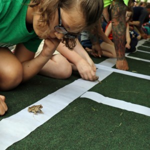 AMPEZZAN/Arkansas Public Media - Addison Choate of Conway, 10, contemplates her strategy ahead of the short toad race at Toad Suck Daze May 4, 2018.