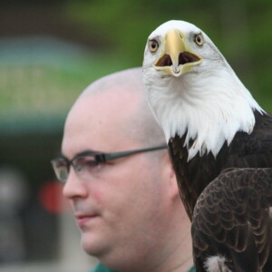 Arkansas Democrat-Gazette/BOBBY AMPEZZAN "Lynn" the bald eagle at the annual Wild Wines of the World fundraiser in May 2010 at the Little Rock Zoo May 15, 2010.