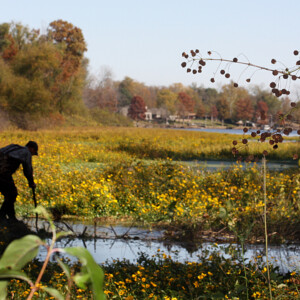 Arkansas Democrat-Gazette/BOBBY AMPEZZAN - 11/10/11 - Trapper Mike Fischer climbs a beaver dam at a drainage district near Scott.